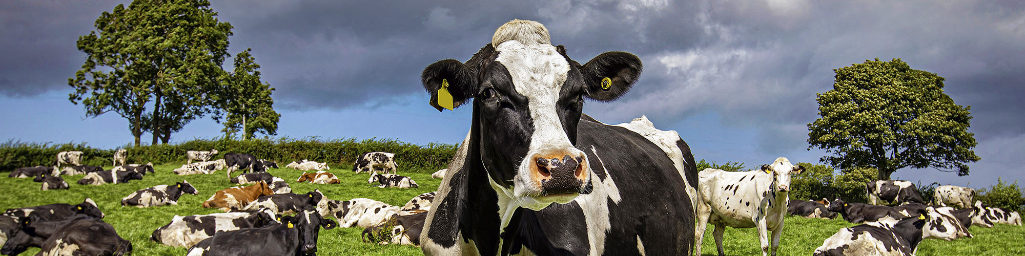 Image d'un prés occupé par des vache, avec en gros plan l'une d'entre elles